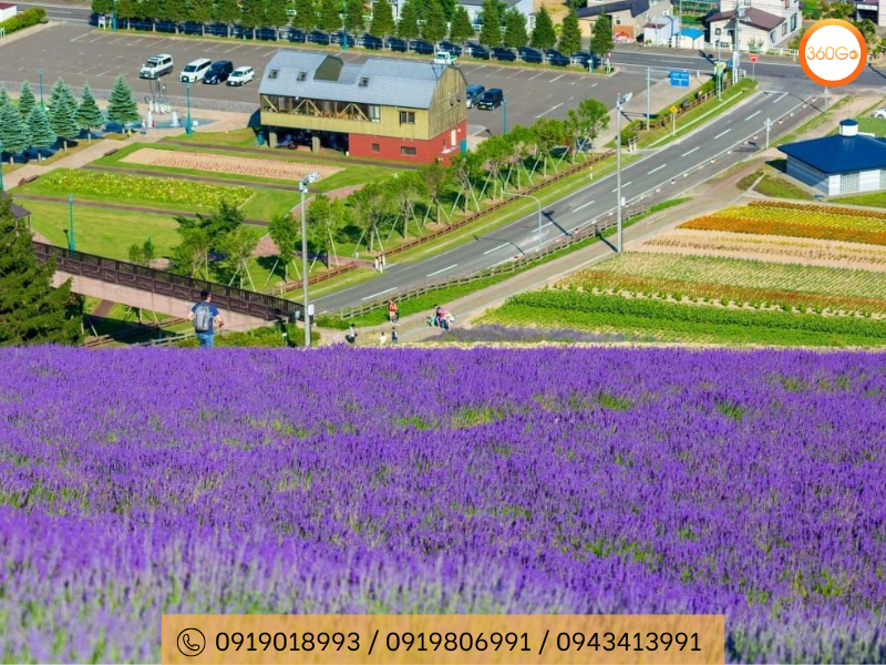 Cánh đồng Hoa Oải Hương bạt ngàn tại Hokkaido - Du lịch 360Go 